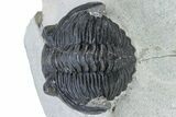 Detailed Hollardops Trilobite - Visible Eye Facets #230440-3